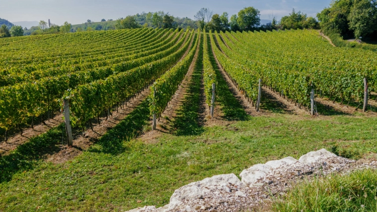 Illustration de Spécialité Corse vins